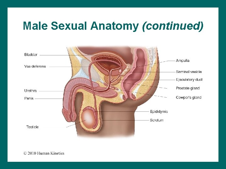 Male Sexual Anatomy (continued) 