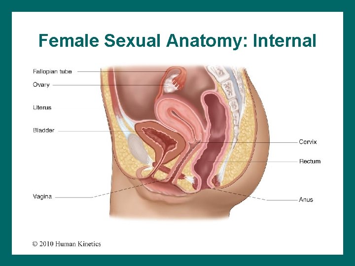 Female Sexual Anatomy: Internal 