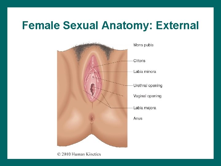 Female Sexual Anatomy: External 