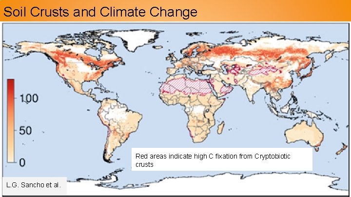 Soil Crusts and Climate Change Red areas indicate high C fixation from Cryptobiotic crusts Soil Crusts and Climate Change Red areas indicate high C fixation from Cryptobiotic crusts