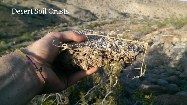 Desert Soil Crusts Desert Soil Crusts