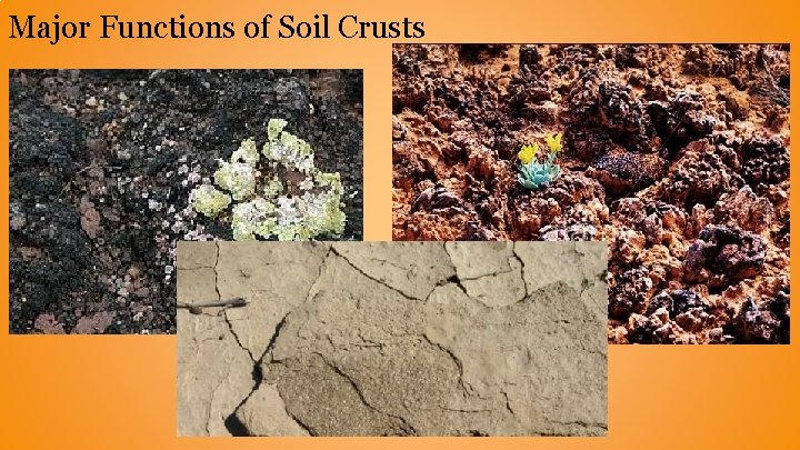 Major Functions of Soil Crusts Major Functions of Soil Crusts