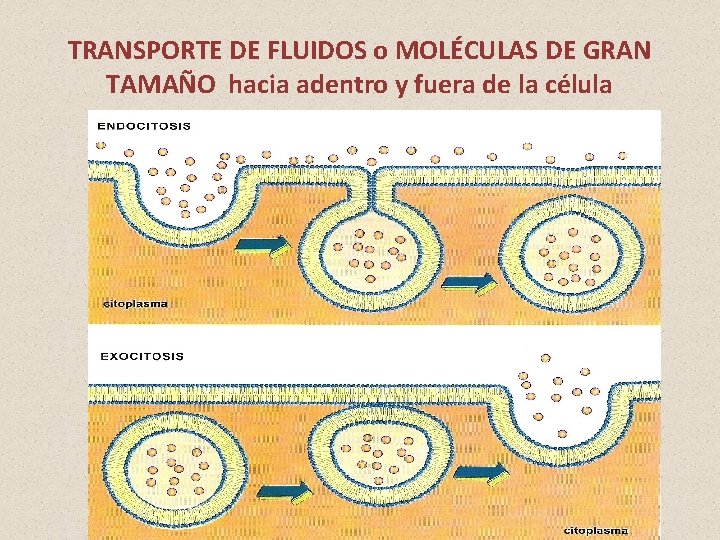 TRANSPORTE DE FLUIDOS o MOLÉCULAS DE GRAN TAMAÑO hacia adentro y fuera de la