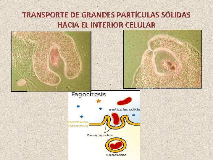 TRANSPORTE DE GRANDES PARTÍCULAS SÓLIDAS HACIA EL INTERIOR CELULAR 