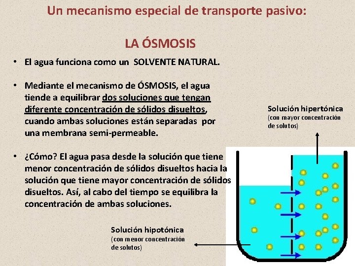 Un mecanismo especial de transporte pasivo: LA ÓSMOSIS • El agua funciona como un