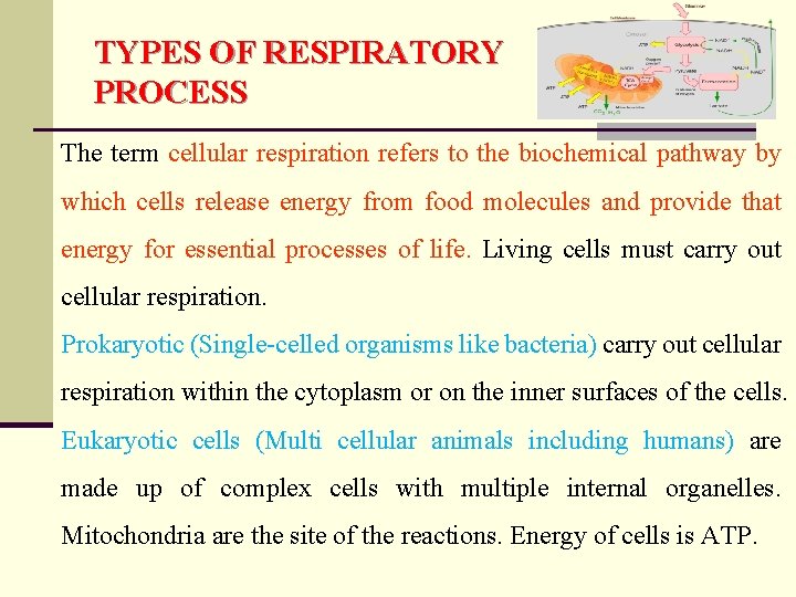 TYPES OF RESPIRATORY PROCESS The term cellular respiration refers to the biochemical pathway by
