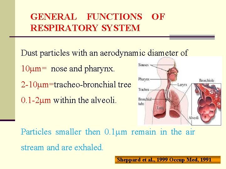 GENERAL FUNCTIONS RESPIRATORY SYSTEM OF Dust particles with an aerodynamic diameter of 10 m=