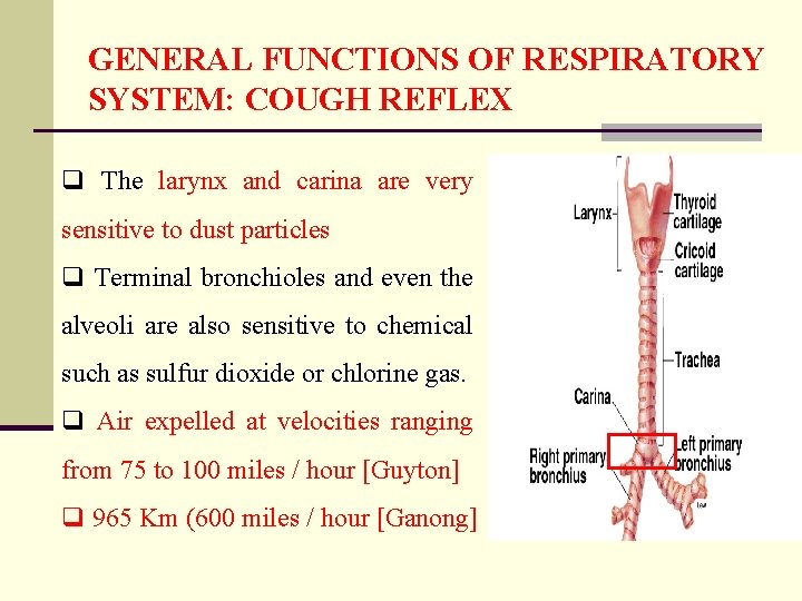 GENERAL FUNCTIONS OF RESPIRATORY SYSTEM: COUGH REFLEX q The larynx and carina are very
