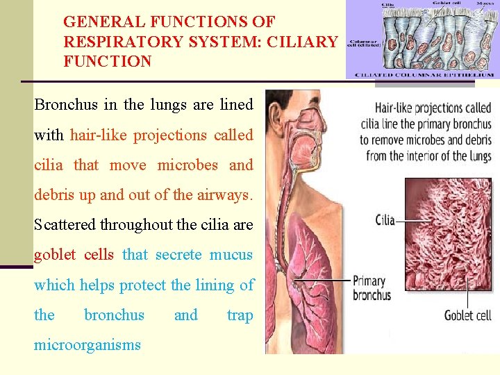 GENERAL FUNCTIONS OF RESPIRATORY SYSTEM: CILIARY FUNCTION Bronchus in the lungs are lined with