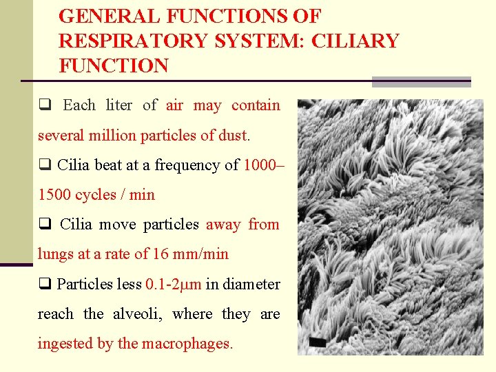 GENERAL FUNCTIONS OF RESPIRATORY SYSTEM: CILIARY FUNCTION q Each liter of air may contain