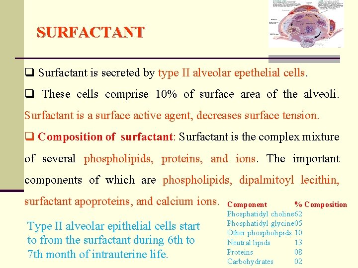 SURFACTANT q Surfactant is secreted by type II alveolar epethelial cells. q These cells