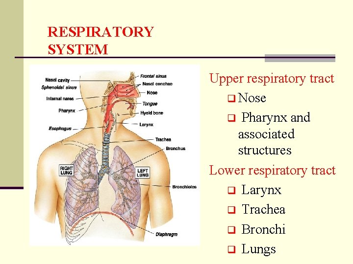 RESPIRATORY SYSTEM Upper respiratory tract q Nose q Pharynx and associated structures Lower respiratory