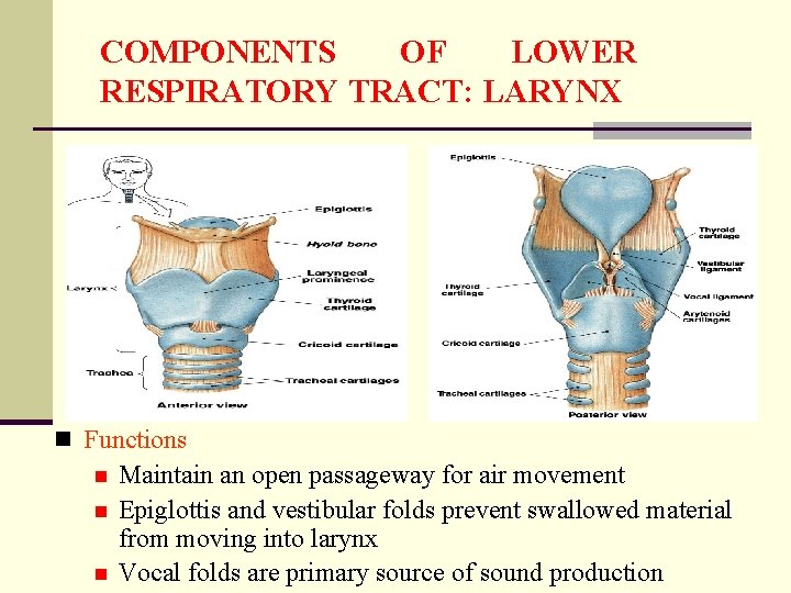 COMPONENTS OF LOWER RESPIRATORY TRACT: LARYNX n Functions n n n Maintain an open
