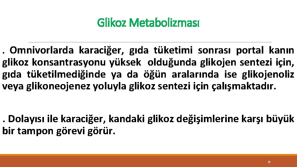Glikoz Metabolizması. Omnivorlarda karaciğer, gıda tüketimi sonrası portal kanın glikoz konsantrasyonu yüksek olduğunda glikojen