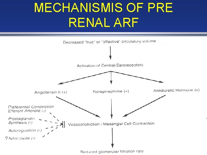 MECHANISMIS OF PRE RENAL ARF 