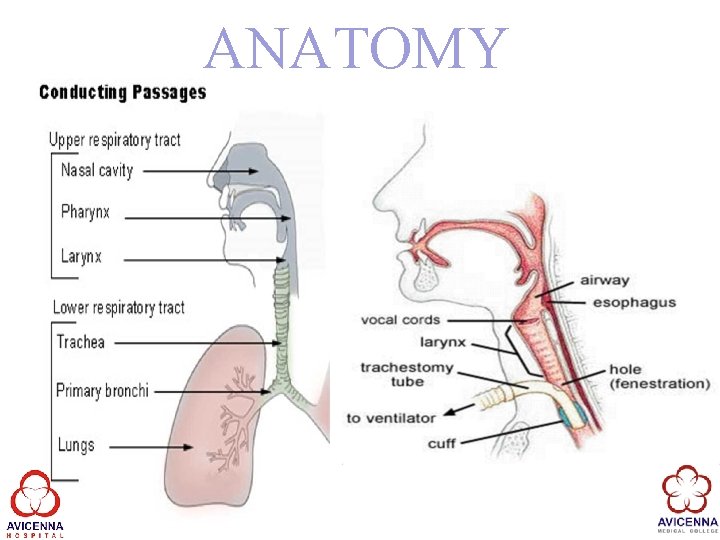 ANATOMY 