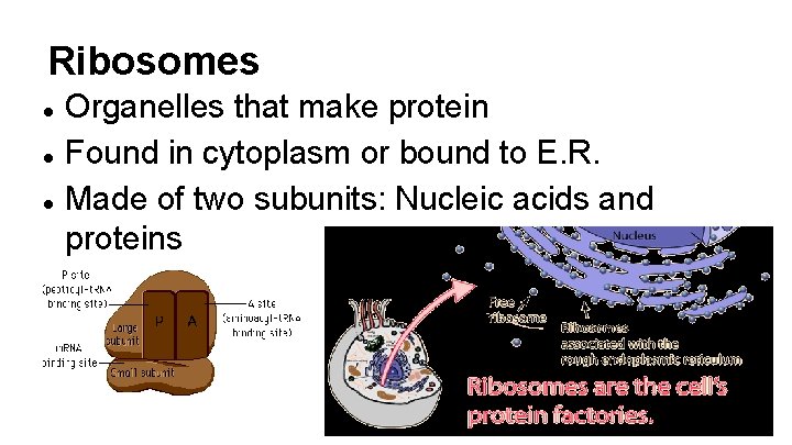Ribosomes Organelles that make protein Found in cytoplasm or bound to E. R. Made