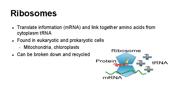 Ribosomes Translate information (m. RNA) and link together amino acids from cytoplasm t. RNA