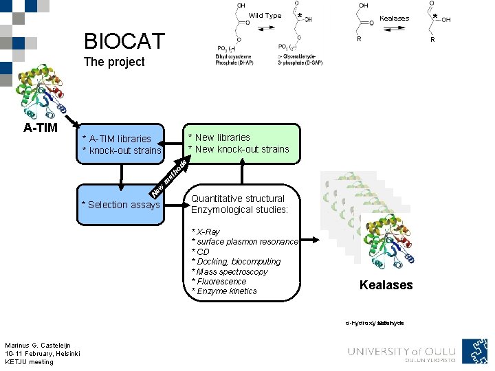 Wild Type BIOCAT * Kealases R The project * New libraries * New knock-out