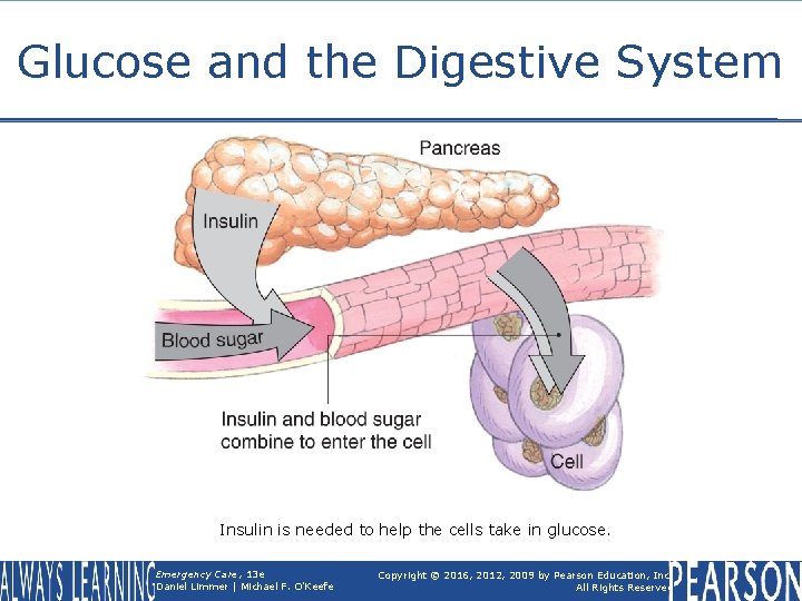 Glucose and the Digestive System Insulin is needed to help the cells take in