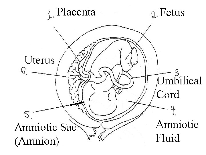 Placenta Fetus Uterus Umbilical Cord Amniotic Sac (Amnion) Amniotic Fluid 