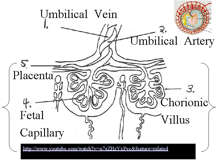 Umbilical Vein Umbilical Artery Placenta Fetal Capillary Chorionic Villus http: //www. youtube. com/watch? v=u