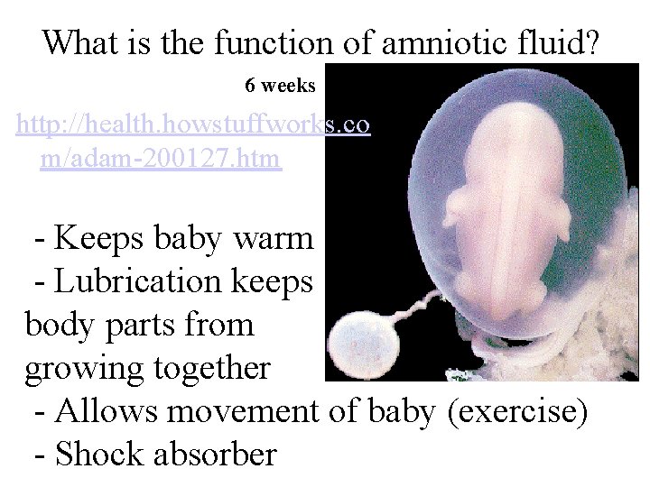 What is the function of amniotic fluid? 6 weeks http: //health. howstuffworks. co m/adam-200127.