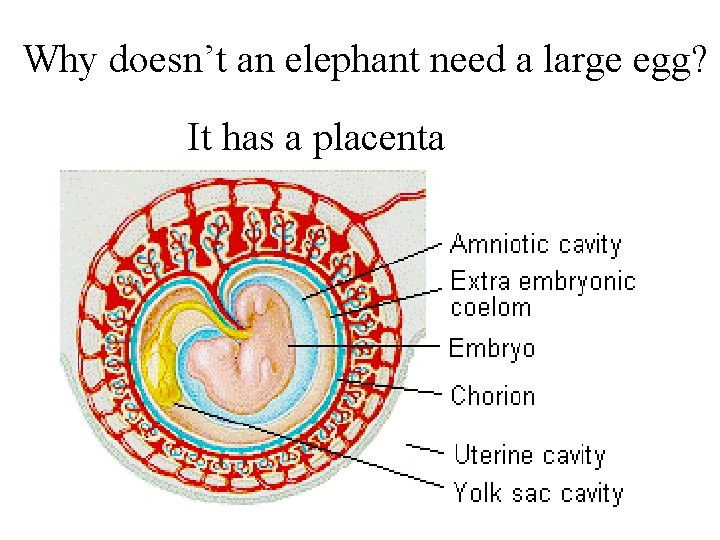 Why doesn’t an elephant need a large egg? It has a placenta 