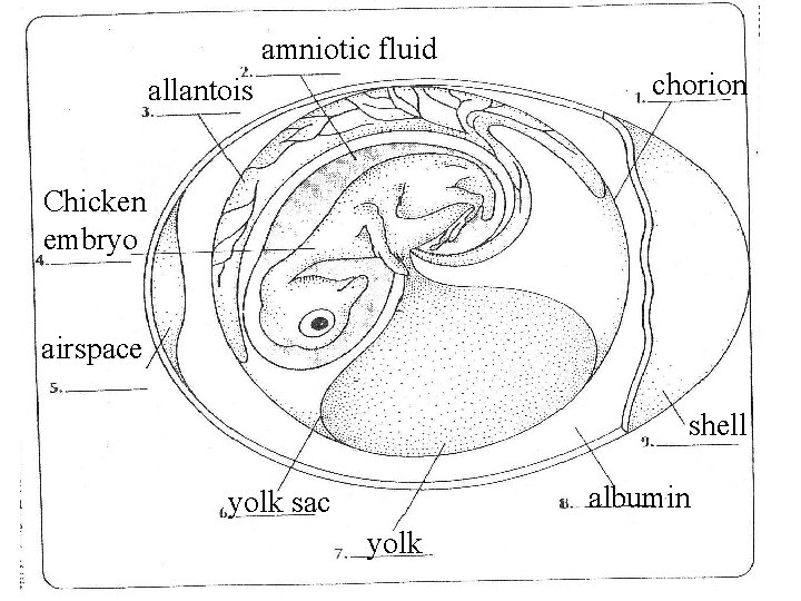 amniotic fluid chorion allantois Chicken embryo airspace shell albumin yolk sac yolk 