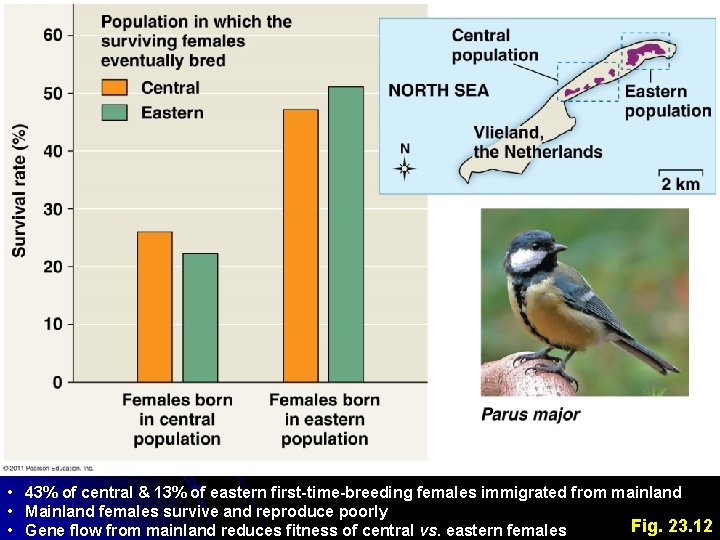  • 43% of central & 13% of eastern first-time-breeding females immigrated from mainland