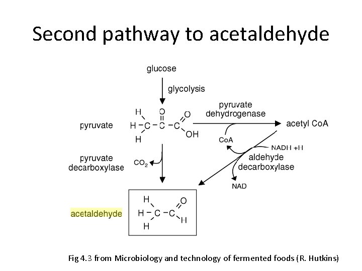 Second pathway to acetaldehyde Fig 4. 3 from Microbiology and technology of fermented foods