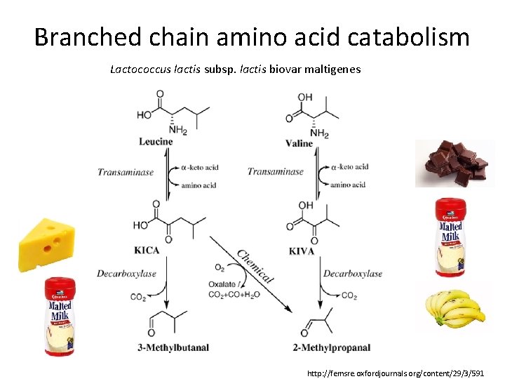Branched chain amino acid catabolism Lactococcus lactis subsp. lactis biovar maltigenes http: //femsre. oxfordjournals.