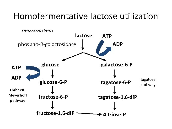 Homofermentative lactose utilization Lactococcus lactis lactose phospho-b-galactosidase ATP ADP Embden. Meyerhoff pathway glucose-6 -P