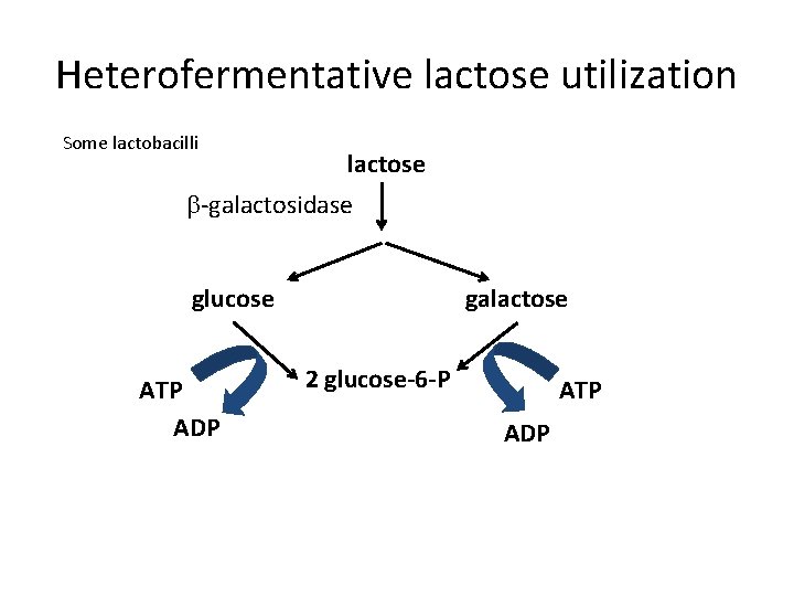 Heterofermentative lactose utilization Some lactobacilli lactose b-galactosidase glucose ATP ADP galactose 2 glucose-6 -P