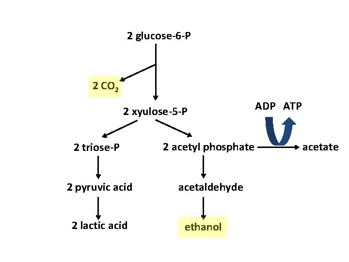 2 glucose-6 -P 2 CO 2 2 xyulose-5 -P 2 triose-P 2 acetyl phosphate
