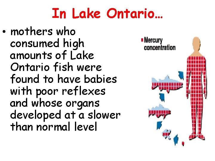 In Lake Ontario… • mothers who consumed high amounts of Lake Ontario fish were