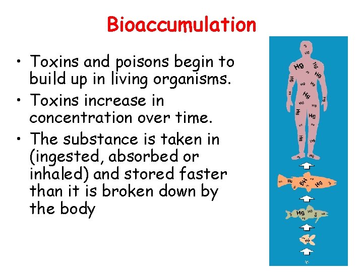 Bioaccumulation • Toxins and poisons begin to build up in living organisms. • Toxins