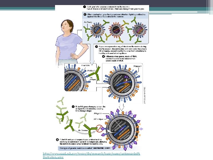 http: //www. niaid. nih. gov/topics/flu/research/basic/pages/antigenicdrifti llustration. aspx 