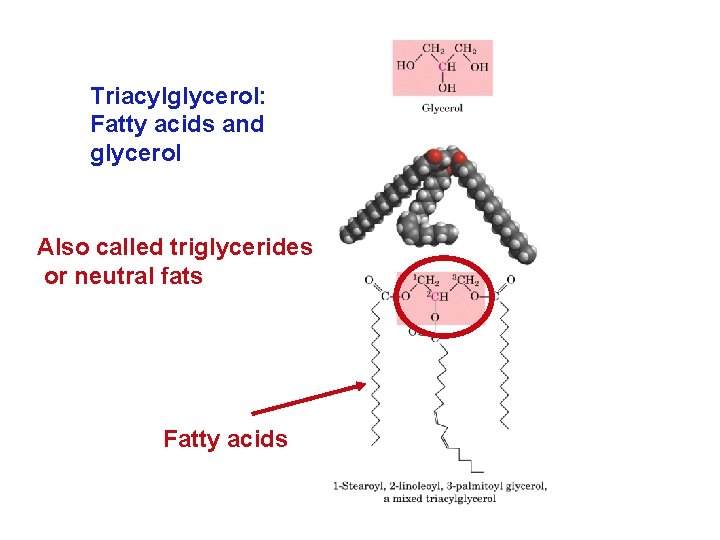 Triacylglycerol: Fatty acids and glycerol Also called triglycerides or neutral fats Fatty acids 