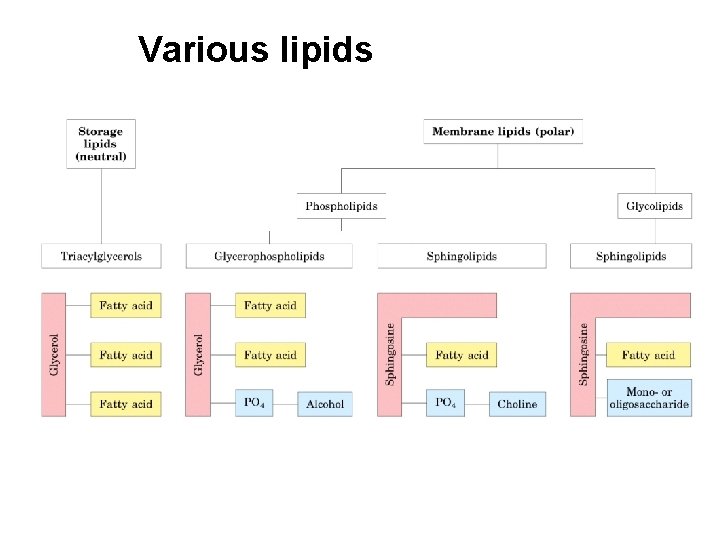 Various lipids 