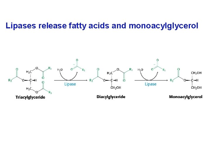 Lipases release fatty acids and monoacylglycerol 