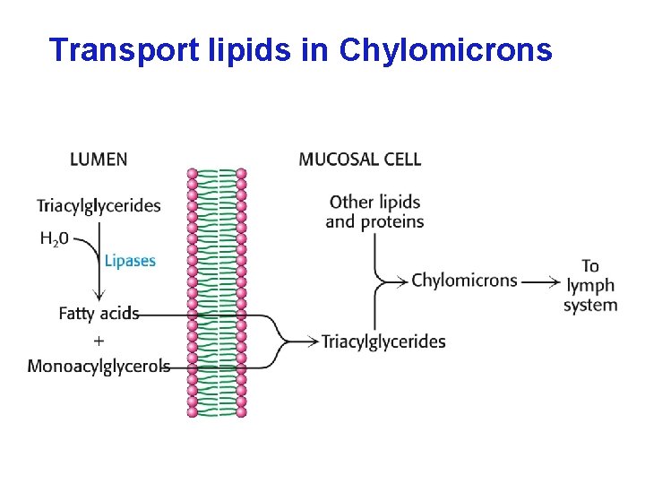 Transport lipids in Chylomicrons 