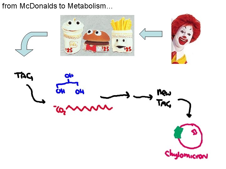 from Mc. Donalds to Metabolism… 