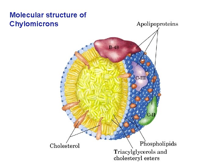 Molecular structure of Chylomicrons 