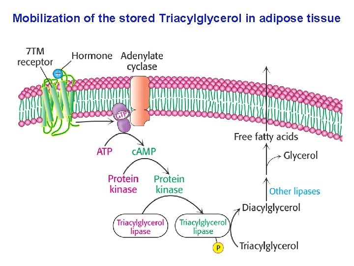 Mobilization of the stored Triacylglycerol in adipose tissue 