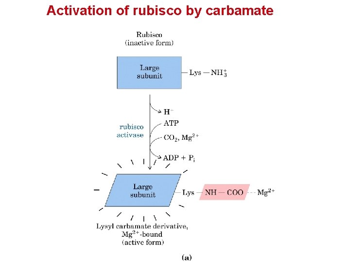 Activation of rubisco by carbamate 