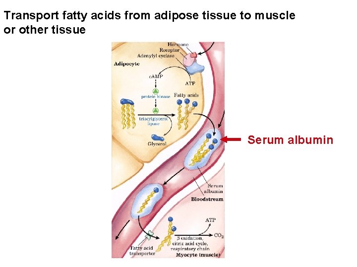 Transport fatty acids from adipose tissue to muscle or other tissue Serum albumin 