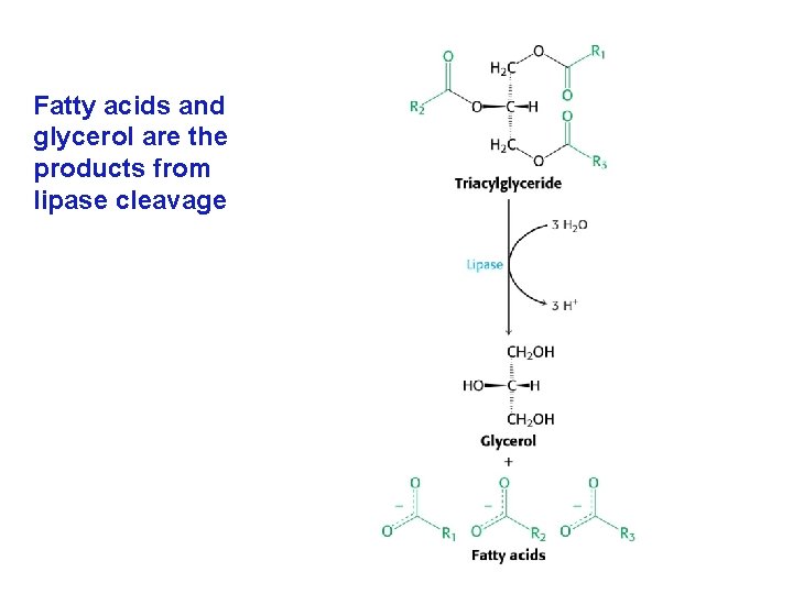 Fatty acids and glycerol are the products from lipase cleavage 