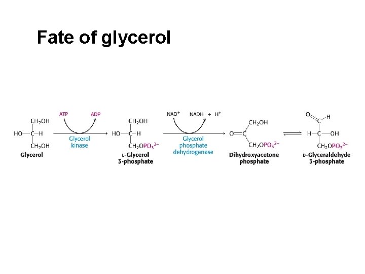 Fate of glycerol 