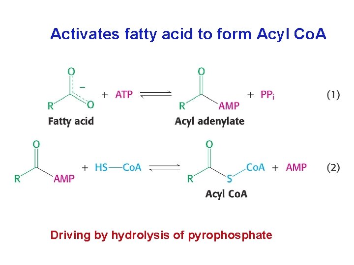 Activates fatty acid to form Acyl Co. A Driving by hydrolysis of pyrophosphate 